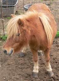 http://t3.gstatic.com/images?q=tbn:-28jIv7cttuRSM:http://upload.wikimedia.org/wikipedia/commons/5/5f/Poney_p1140325.jpg