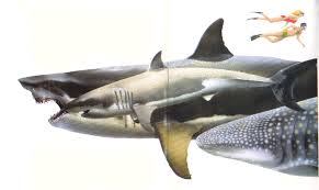megalodon