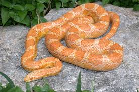 creamsicle corn snake