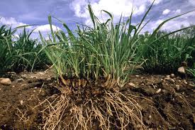 Root system of a plant