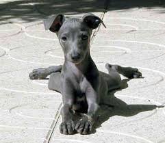 italian greyhound