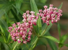 milkweed images