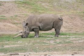 Western Black Rhinoceros by
