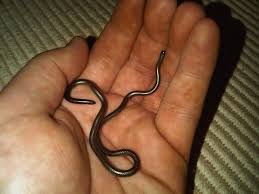 thread snake