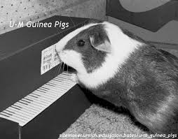 external image guinea-pig2.jpg