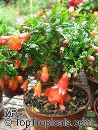 Punica granatum 'nana' (Dwarf Pomegranate)