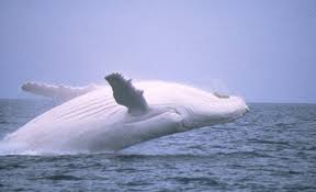 white whale