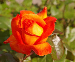 orange yellow rose