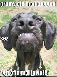 funny dogs