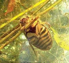 diving beetles