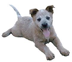or Queensland Heeler),