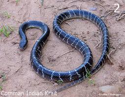 Indian Krait