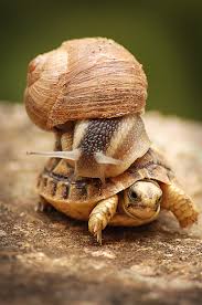 slower.jpg