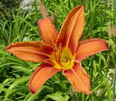 orange daylily