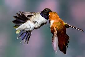cute birds photos