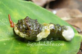 swallowtail caterpillar pictures