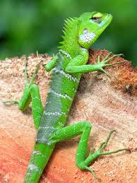 garden lizard