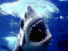 real sharks
