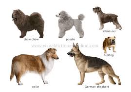 dog breeds pictures