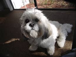 lhasa apso puppy