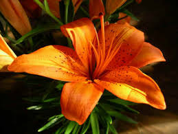 tiger lily