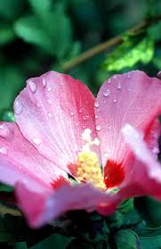 هو القادرعلي ذلك Flower-water-drops