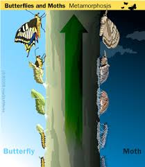 moth butterfly pictures
