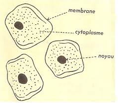 les cellules