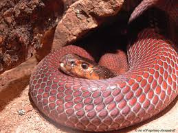 red spitting cobra
