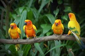 love bird photos