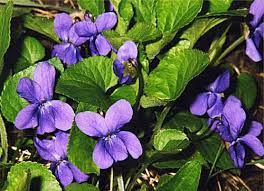 http://t3.gstatic.com/images?q=tbn:0hj_4m1CiiXLnM:http://vins-beck-hartweg.chez-alice.fr/images/violette.jpg