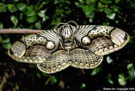 pictures of moths