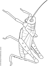 grasshopper coloring pictures