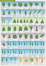 leaf types pictures