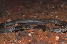 venomous black snake