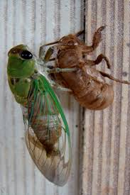 insect identification pictures