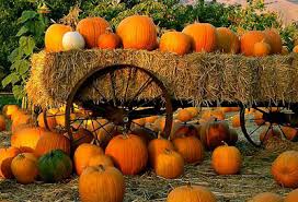 Portland Pumpkin Farm and