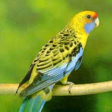    Yellow%2520Rosella