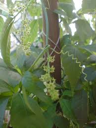 Kertészkedés: Gulan, a halhatatlanság növénye