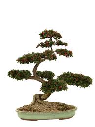 japanese bonsai trees