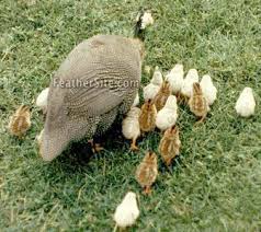 A Pearl Guinea hen with a