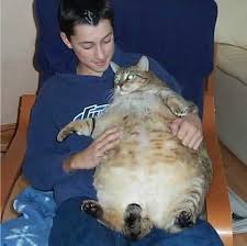 real cat pictures