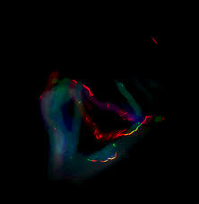 animated gifs