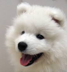 samoyed dogs