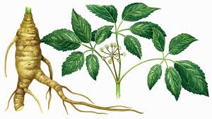 American ginseng