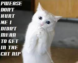 funny cats and dogs