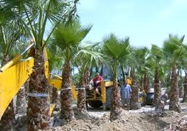 palm tree varieties pictures
