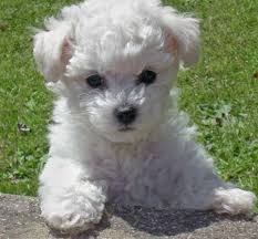 bichon