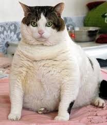 real cat pictures