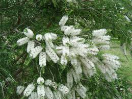 Melaleuca lanceolata.